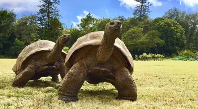 La tortuga ‘Jonathan’ se ha robado las miradas de todos en Internet | Foto: Difusión