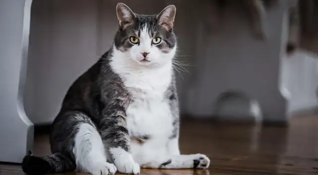 Debes fomentar la actividad física en tu amigo peludo para que reduzca su peso. Debes fomentar la actividad física en tu amigo peludo para que reduzca su peso.