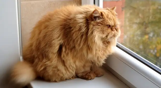 Los gatos con sobrepeso tienen mayor riesgo de fallecer a una edad temprana. Los gatos con sobrepeso tienen mayor riesgo de fallecer a una edad temprana.