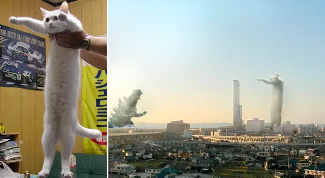 Nobiko, el “gato largo”. Nobiko, el “gato largo”.