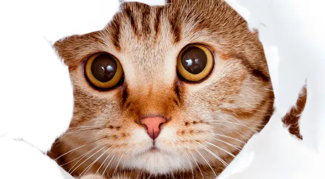 Día Internacional del Gato: ¿por qué debes tener un felino en tu vida? Día Internacional del Gato: ¿por qué debes tener un felino en tu vida?