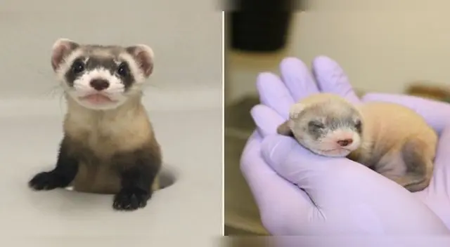 El procedimiento fue realizado por especialistas de la empresa privada de clonación ViaGen Pets and Equine.