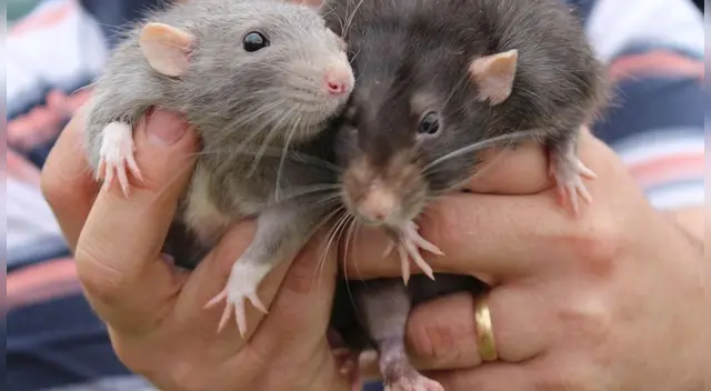 Entérate qué significa soñar con ratas