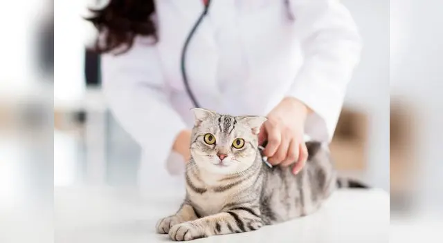 Tanto en hembras como en machos, la castración también evita la propagación de enfermedades de transmisión genética y la frustración sexual. Tanto en hembras como en machos, la castración también evita la propagación de enfermedades de transmisión genética y la frustración sexual.