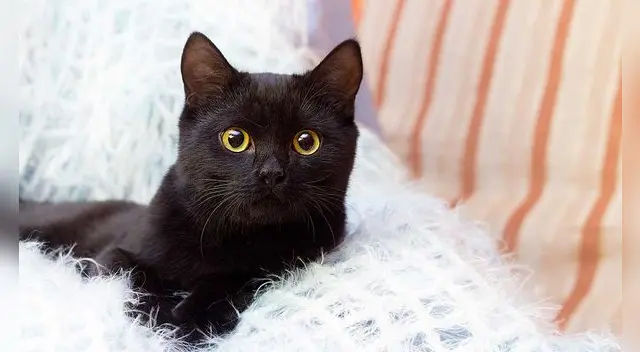 Los gatos en los sueños son símbolo de nuestra capacidad intuitiva.