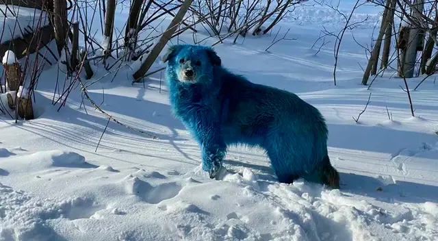 Los perros han sido revisados por el veterinario y su salud está fuera de peligro.