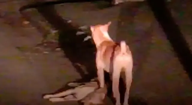 Perro no se separa de su amigo y las imágenes conmueven a todos. Perro no se separa de su amigo y las imágenes conmueven a todos.