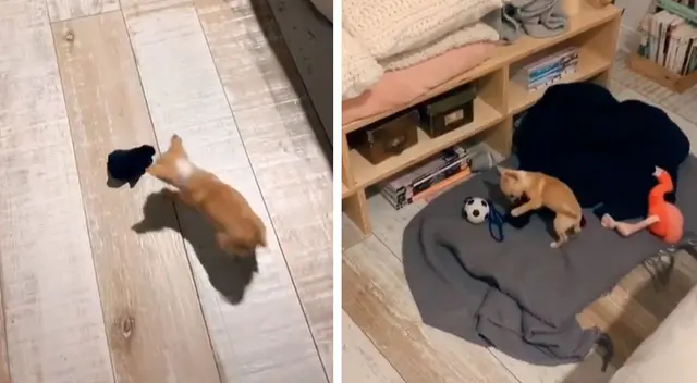 Perro no puede dormir sin la media de su dueño y todo queda registrado en video.