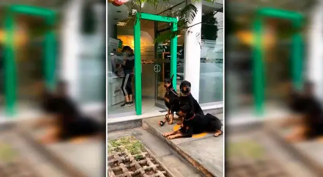Perros guardianes son la sensación en las redes sociales.