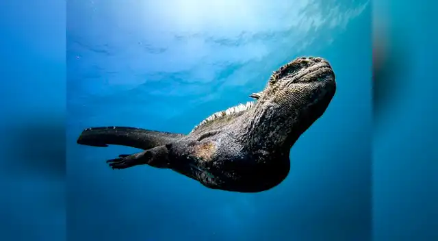 El 'Mini Gozdilla' vive en Islas Galápagos