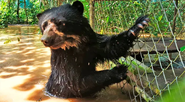 pide ayuda para reubicar a animales tras inundaciones pide ayuda para reubicar a animales tras inundaciones