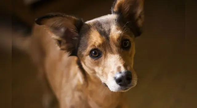 Así como los humanos, los perros también pueden padecer anemia. Así como los humanos, los perros también pueden padecer anemia.