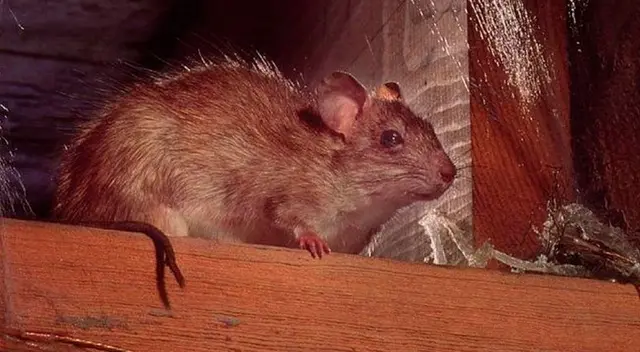 Soñar con ratas: ¿Qué significa?