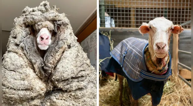 Oveja se encontraba al borde de la muerte por abundante lana