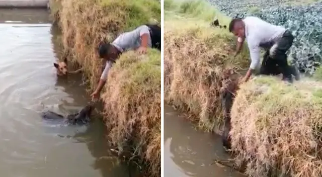 Sereno logró rescatar a los dos perritos que cayeron a un estanque ubicado al final de la calle 20 de Abril, en el sector de Ampliación La Tomilla.