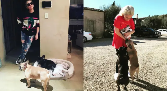 El paseador llevaba a los tres Bulldogs de Lady Gaga cuando recibió un disparo, y sufrió el hurto de dos de las mascotas. El paseador llevaba a los tres Bulldogs de Lady Gaga cuando recibió un disparo, y sufrió el hurto de dos de las mascotas.