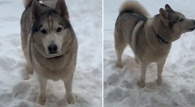 El perro de raza Husky se robó el corazón de todos en TikTok. El perro de raza Husky se robó el corazón de todos en TikTok.