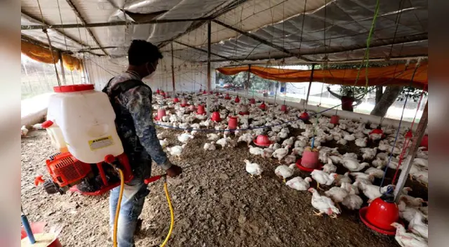 OMS pidió precaución ante los siete casos de gripe aviar detectados en Rusia