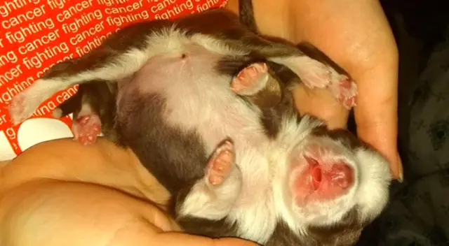 Skipper es conocida como la perra milagro. Skipper es conocida como la perra milagro.