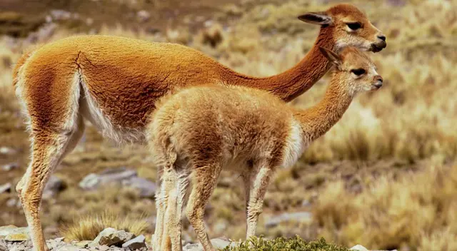 Hallan 50 vicuñas muertas