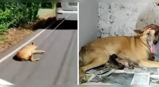 La vida ha cambiado en 360º para Abbakka, una perrita que sufrió la peor de las crueldades por parte de quien más quería. La vida ha cambiado en 360º para Abbakka, una perrita que sufrió la peor de las crueldades por parte de quien más quería.