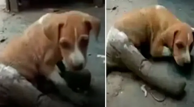 Tras de varios meses de rehabilitación, la perrita volvió a caminar.