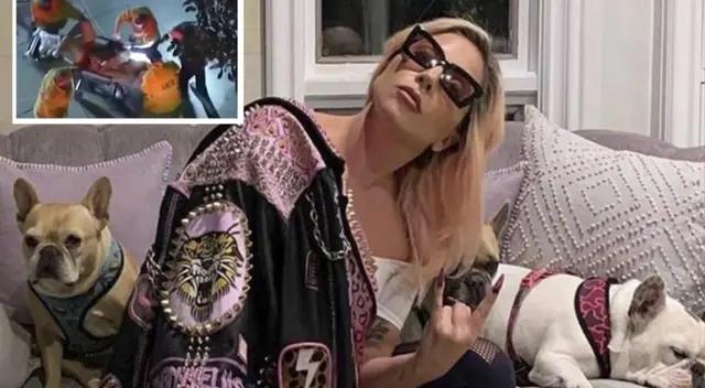 Lady Gaga recuperó a sus bulldogs. Lady Gaga recuperó a sus bulldogs.