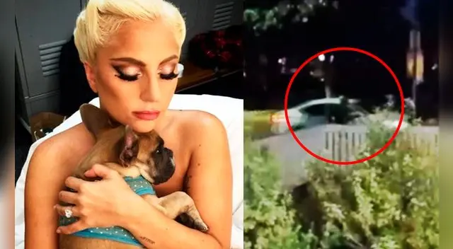 Lady Gaga pagará recompensa de medio millón de dólares a mujer que encontró a los bulldog. Lady Gaga pagará recompensa de medio millón de dólares a mujer que encontró a los bulldog.