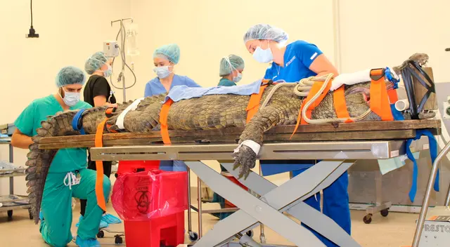 Anuket es el nombre del cocodrilo hembra del Nilo de tres metros de largo y 154 kilogramos del parque zoológico de San Agustín Alligator Farm. Anuket es el nombre del cocodrilo hembra del Nilo de tres metros de largo y 154 kilogramos del parque zoológico de San Agustín Alligator Farm.