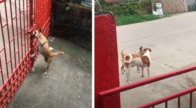 Perrita se escapa para ver a su novio y el video se vuelve viral Perrita se escapa para ver a su novio y el video se vuelve viral