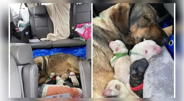 Pasaron 12 horas en el auto para que su perrita pudiera dar a luz en un lugar caliente. Pasaron 12 horas en el auto para que su perrita pudiera dar a luz en un lugar caliente.