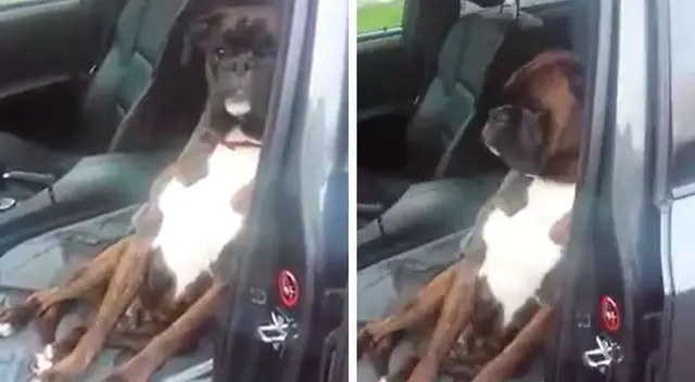 Perro causó la risa de miles en Facebook Perro causó la risa de miles en Facebook