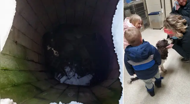 Perro atrapado en pozo Perro atrapado en pozo