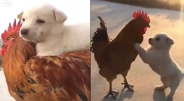 Peculiar video de los animales se viralizó en las redes sociales.