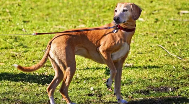 Los perros suelen ser inquietos y esto puede provocar lesiones. Los perros suelen ser inquietos y esto puede provocar lesiones.