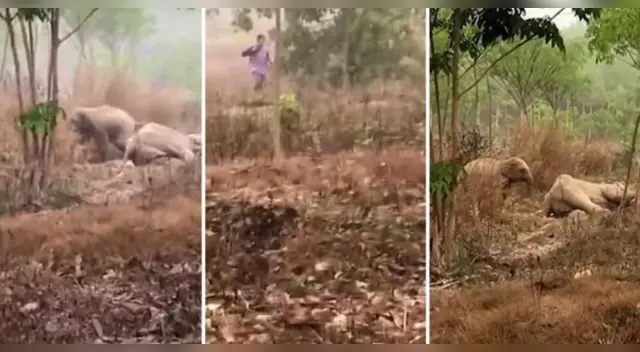 La conmovedora escena tocó el corazón de miles de usuarios en las redes sociales. La conmovedora escena tocó el corazón de miles de usuarios en las redes sociales.