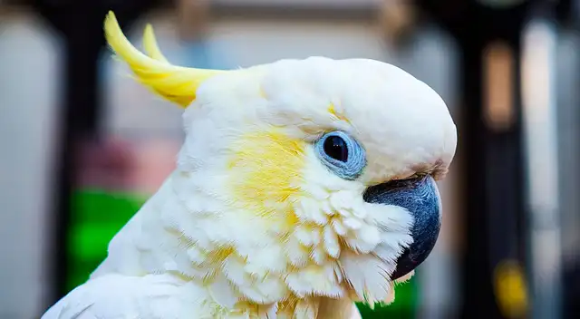Si tienes aves en casa, enseñarles trucos es muy divertido.