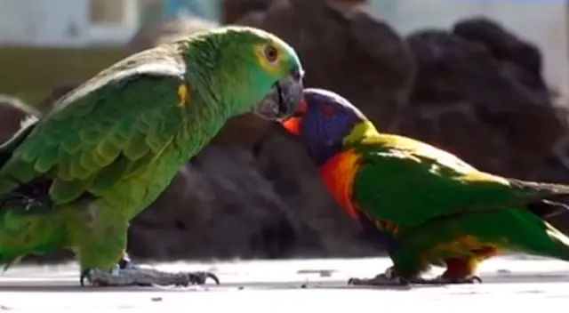 La historia de amor de las aves a cautivado a miles en TikTok. La historia de amor de las aves a cautivado a miles en TikTok.