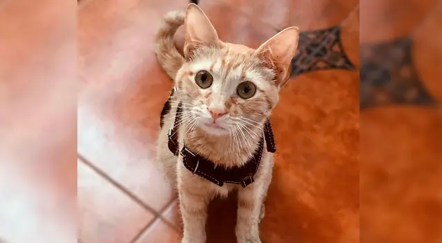 El caso circuló en redes sociales, donde causó la indignación de miles.