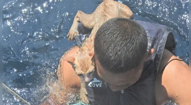 Un marinero tailandés nada con uno de los gatos rescatados en la espalda en el mar de Andamán, el 2 de marzo de 2021. Un marinero tailandés nada con uno de los gatos rescatados en la espalda en el mar de Andamán, el 2 de marzo de 2021.