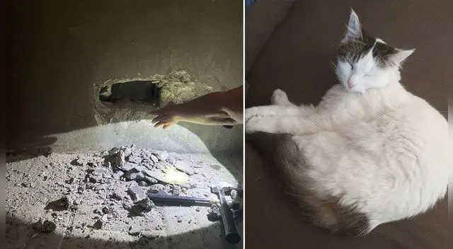 Gina, una gata adoptada, de un año y medio, desapareció el mismo día en el que los plomeros terminaron su trabajo y se marcharon del hogar.