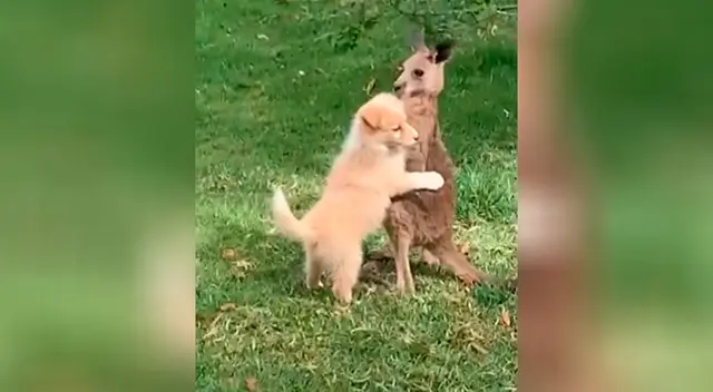 Perrito y canguro protagonizan tierno momento Perrito y canguro protagonizan tierno momento