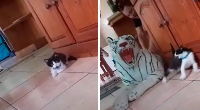 La reacción del minino ha hecho reír a más de uno.