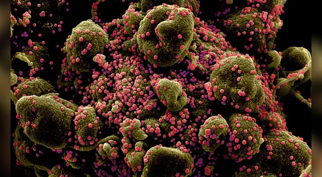 Coronavirus: estudio advierte que una persona puede infectarse de dos variantes al mismo tiempo.