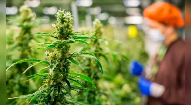 México es el tercer país de América en legislar a nivel nacional el consumo lúdico de la marihuana, junto con Canadá y Uruguay. México es el tercer país de América en legislar a nivel nacional el consumo lúdico de la marihuana, junto con Canadá y Uruguay.