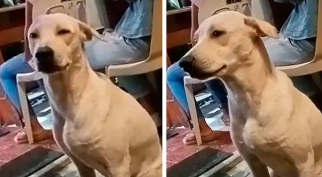 La lucha del perro por no quedarse dormido se volvió viral en las redes sociales. La lucha del perro por no quedarse dormido se volvió viral en las redes sociales.