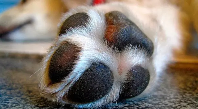 Cuida que tu mascota no se exponga al calor. Cuida que tu mascota no se exponga al calor.