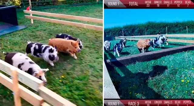 Chanchitos son la sensación en TikTok.