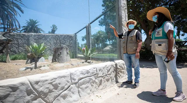 Suricatas serán la nueva atracción del Parque de las Leyendas.