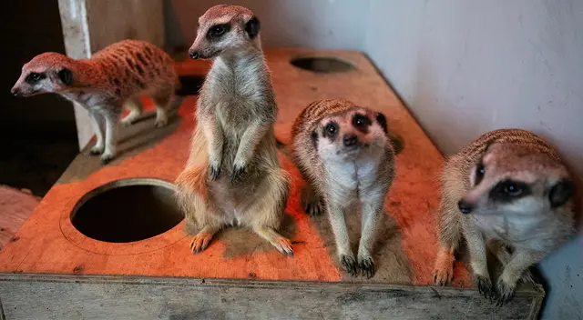 Suricatas serán la nueva atracción del Parque de las Leyendas.
